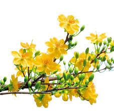 HCMC students allowed to enjoy Tet from January 25 HCMC students allowed to enjoy Tet from January 25