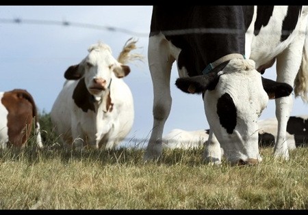 10 ý tưởng kinh doanh kỳ quặc nhất thế giới