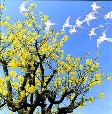 Thông báo Tham gia chương trình tư vấn tuyển sinh với chủ đề “Cánh én mùa xuân”