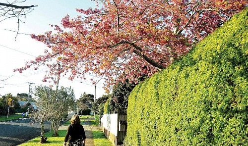 New Zealand offers 30 graduate scholarships to Vietnamese New Zealand offers 30 graduate scholarships to Vietnamese